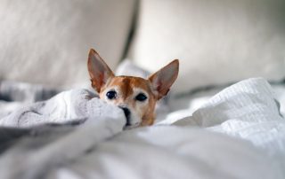 puppy laying on bed