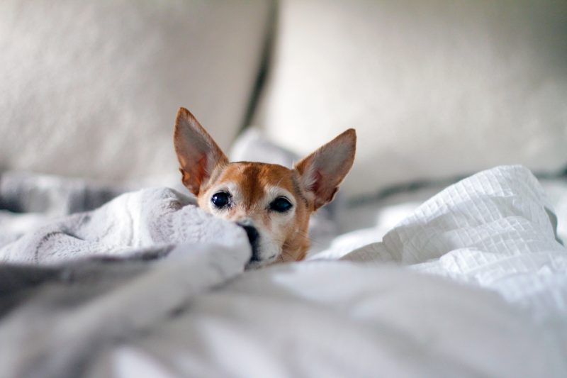 puppy laying on bed