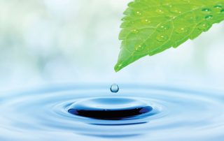 leaf with water droplet