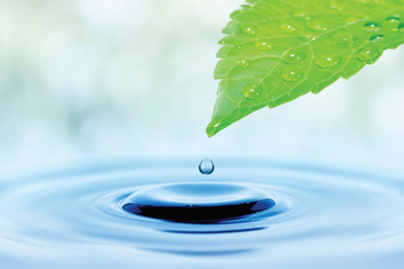 leaf with water droplet